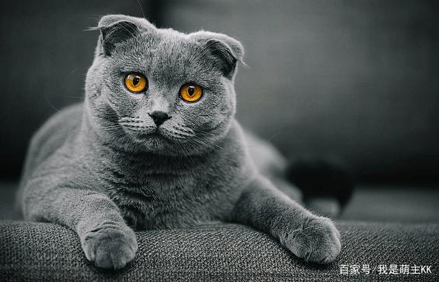 汪星人